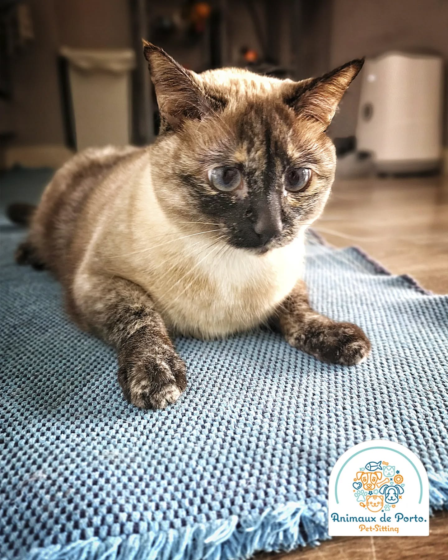 Alasca ๐ป
#petsitting #petsittingporto#cats #petlovers #animalsofinstagram #catsitting#petsitter #porto