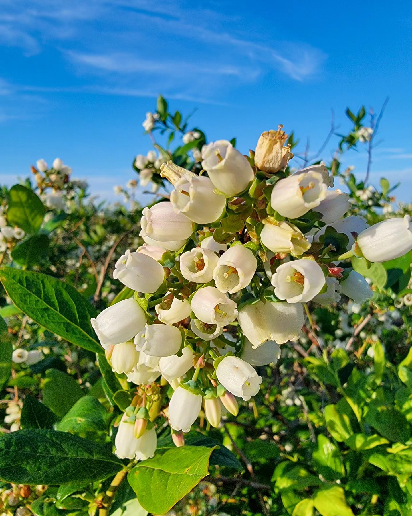 Throwback to earlier in the spring when the flowers were blooming. During this stage, pollination by bees is essential for a healthy and juicy crop. ๐บ๐บ๐บ๐๐
.
.
.
#Maskeenfarms #Farm #BlueberryFarm #Blueberry #2023 #BC #Vancouver #Surrey #Richmond #Langley #BeautifulBC #Nature #Outdoors #Summer #Spring #Agriculture #Health #Healthy #Food #Fruit #Sunset #Instagram #Healthylifestyle #Season #Green #Sustainable #Honey #Bees #Season