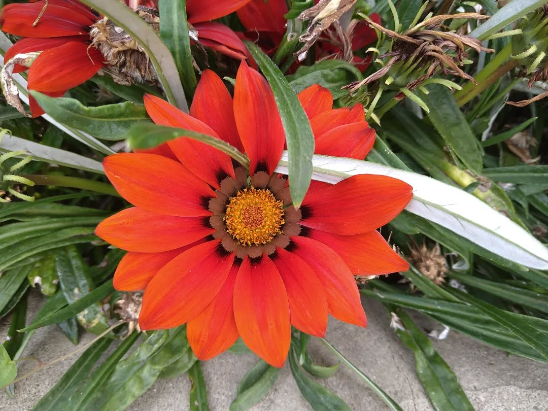 tyncellarcommunityhall #selfcateringcottage #selfcatering #holiday #cottages #margam #porthcawl #bedandbreakfast #inittogether #barnconversion #tyncellarfarm #thebarnbedandbreakfast #inittogetherfestival #farm #farmlife #visitwales #walesadventure #wales❤️#nature #september #wales #flowersofinstagram