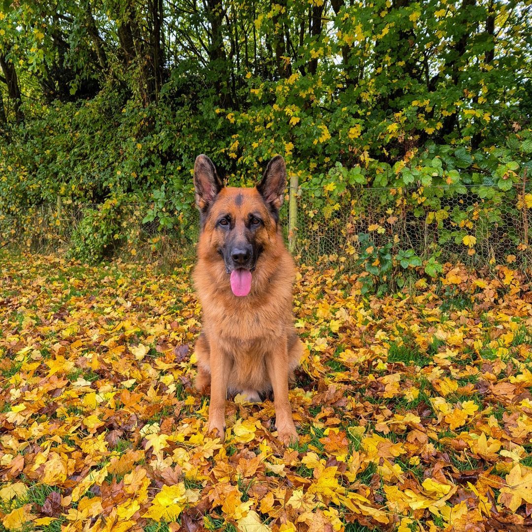 Jerry the golden boy π
We've been loving the autumn colours and the crunchy leaves on our walks.
#wilddays #walkies #germanshepherdsofinsta