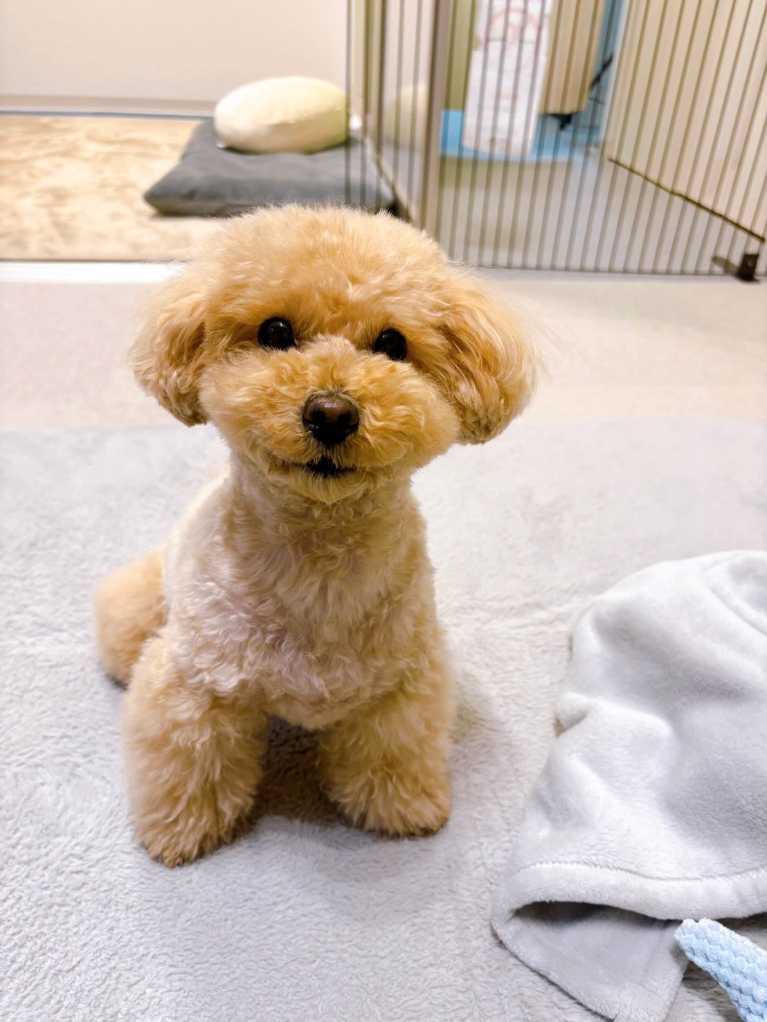 月に一度来てくださっているお客様から、
自然なふれあいが伝わる写真をいただき、投稿しました!
コロンも嬉しそうです✨
ありがとうございました✨
#犬カフェ大阪 #トイプードル #犬カフェ #いぬのいる暮らし