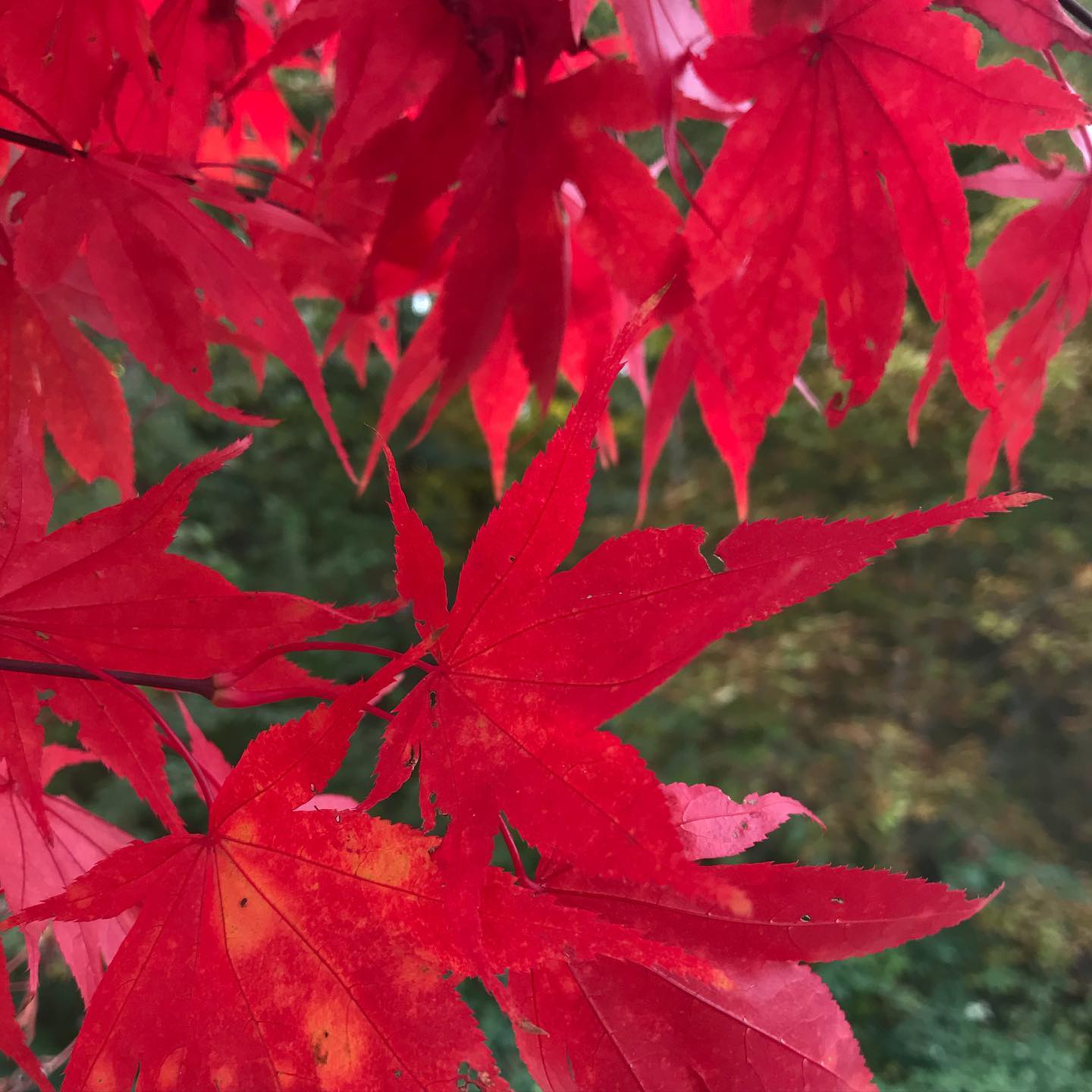 ✨This is the Dream✨
This is the dream we carry through the world
that something fantastic will happen
that it has to happen
that time will open by itself
that doors shall open by themselves
that the heart will find itself open
that mountain springs will jump up
that the dream will open by itself
that we one early morning
will slip into a harbour
that we have never known.
~poem written by Olav H. Hauge