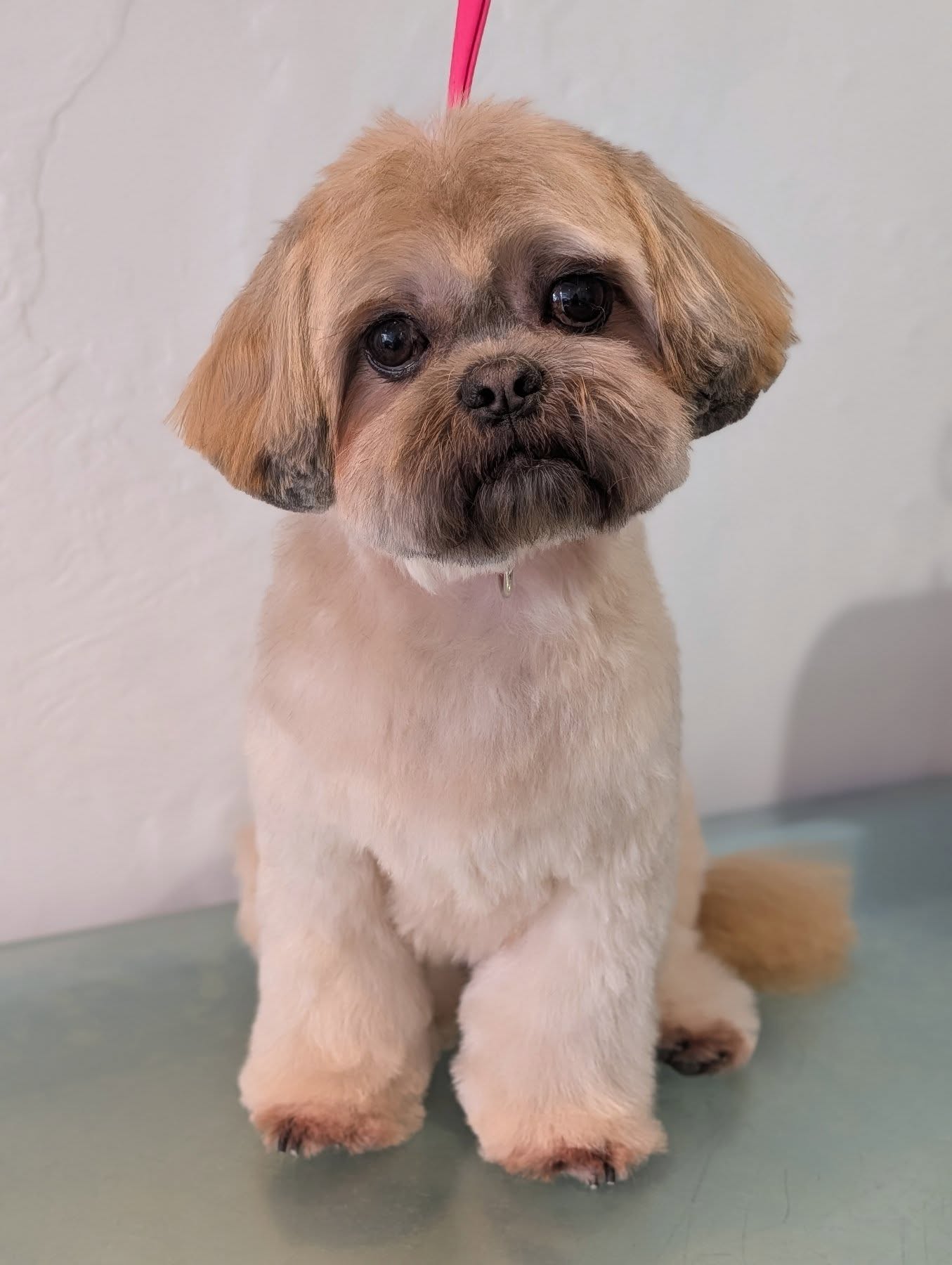 Mr Bubbles 🫧
#woofmans #woofmansdoggrooming #dogsofbrightonandhove #brightondoggroomers #brightondogsofinstagram