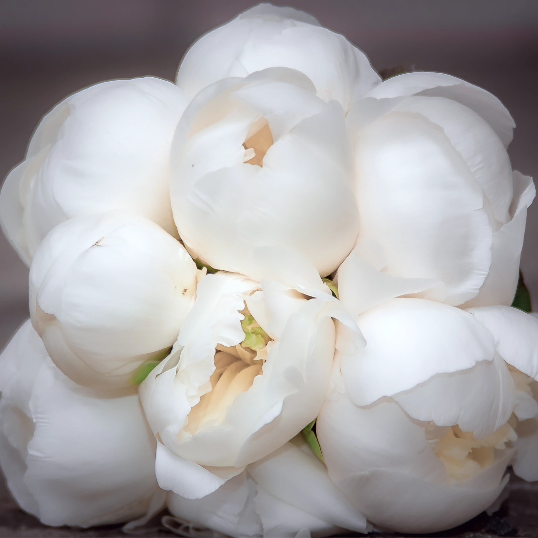 🤍 Elegance for the bride 🤍
#AudreyElP #HairAndMakeUpArtist
#Coiffeuse #Maquilleuse depuis 1999
📌 #HautsDeFrance #France #Belgique
.
#Pivoines #WeddingDay #Mariage #BouquetDeMariée #RoseRouge
#MuA #Coiffure #Maquillage #MiseEnBeauté #PréparatifsJourJ
#Makeup #HairStyling #EventInspiration
#love #photography #beautiful #happy #flower