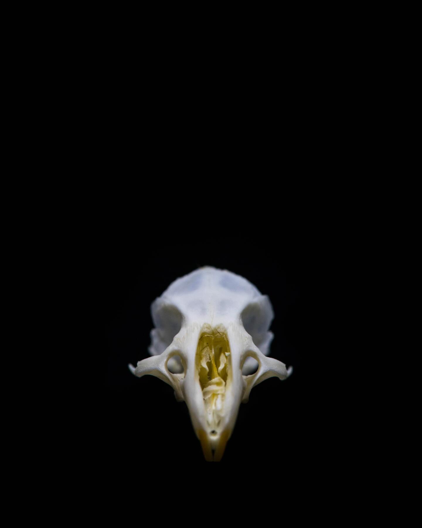 Mouse skull #science #electronmicroscope #laboratory #scienceart #sciencephoto #scientific #scienceweek #research #lab #micro #microscope #microscopy #medicine #medicalsciencestudent #medicalstudent #macrophotography #mineralomics #bio #biology #bioimaging #biologylab #minerals #chemistry #material #engineering #physics #sciencecommunication #ucl #DDCSEM #Mineralomics