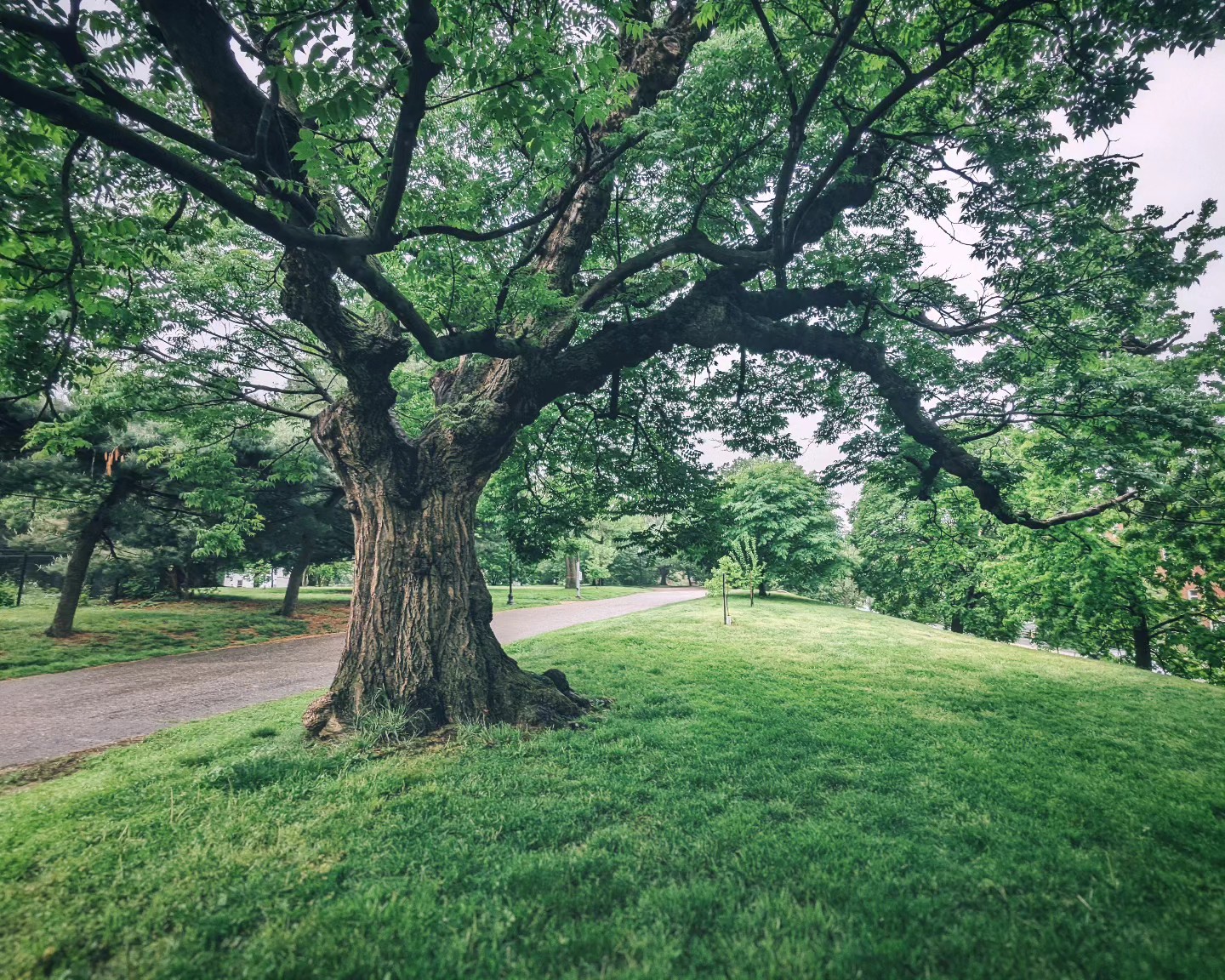 How many trees are there in the world?
I've seen estimates of about 3 trillion. Obviously, it's impossible to get an accurate number but my guy tells me it's still not enough. Trees help reduce CO2 emissions, regulate temperature, provide oxygen and habitats, and are overall just so pleasant to be around. I'd like there to be more.
So, as we do every year, Kerrigan Restoration made its annual donation to @onetreeplanted to help grow that tree count ($1 = 1 trees: we donate 1% of all income, plus an additional dollar per piece of furniture). Is it enough to make a huge difference globally? Of course not. But maybe some of these trees will help reduce erosion somewhere. Or provide a community with fruit or building materials. And if all these trees provide is some shade on a hot day, I think that's probably a good thing too.
Running total since 2019: 3985 🌳
#restoredinbaltimore