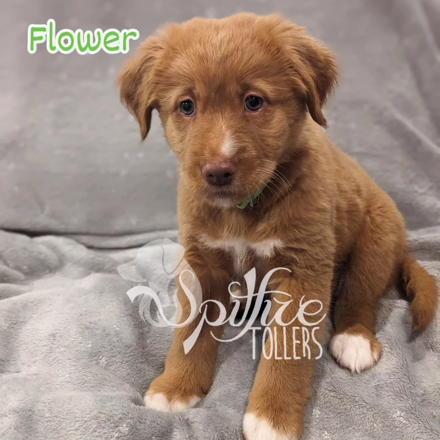 Life is anything but predictable.
Due to unexpected life changes, we have two puppies available again last minute as active family pets or performance homes. Flower and Sturgeon will do best in an active home, ideally with a structured sport or activity to keep them occupied, though not required.
Harvest is also still available to a show home at this time. Inquiries to spitfiretollers@gmail.com only.
Applications are located on our website and can be submitted via e-mail!