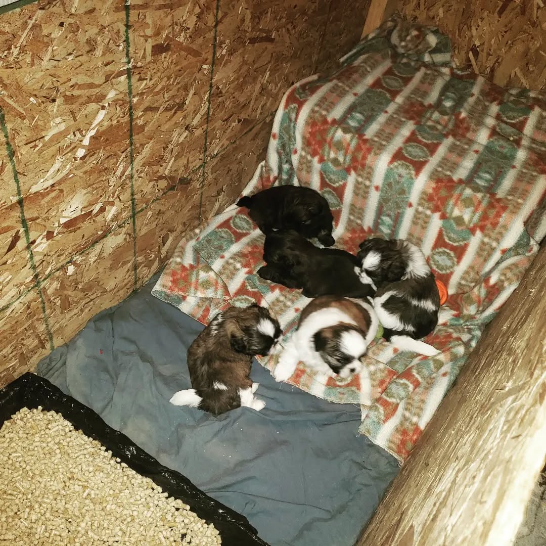 4 weeks old today! And just moved into their mid-age pen. It's time to start getting litter trained! Mostly, they figure it out themselves, and are still litter trained when they go home around 3-4 months. And Maple can get in and out, but also has a nice wide perch to lay on and see her pups, but be away from them if she wants. But really, mama dogs will still want to be around them and nurse them way past the typical 8 weeks when people are normally encouraged to take pups home.
Have any of my clients kept the litter training going?