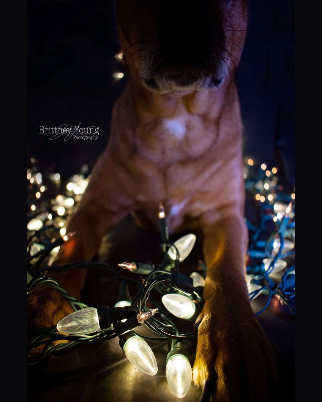Merry Christmas
.
.
.
#instadog #dogsofinstagram #photography #photographer #dallas #snow #petphotography #merrychristmas