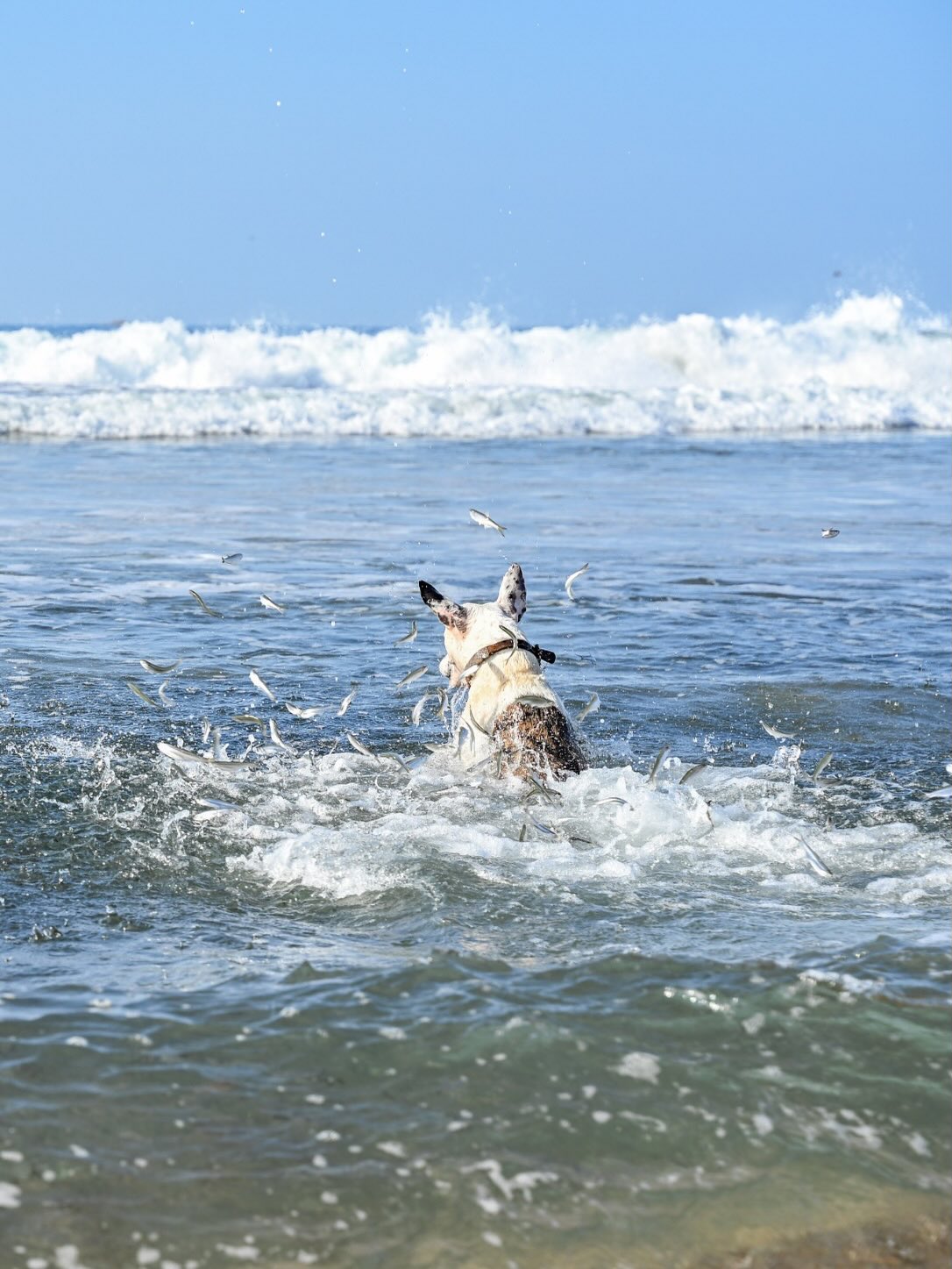 Tuna chasing sardines
#sardines #tuna