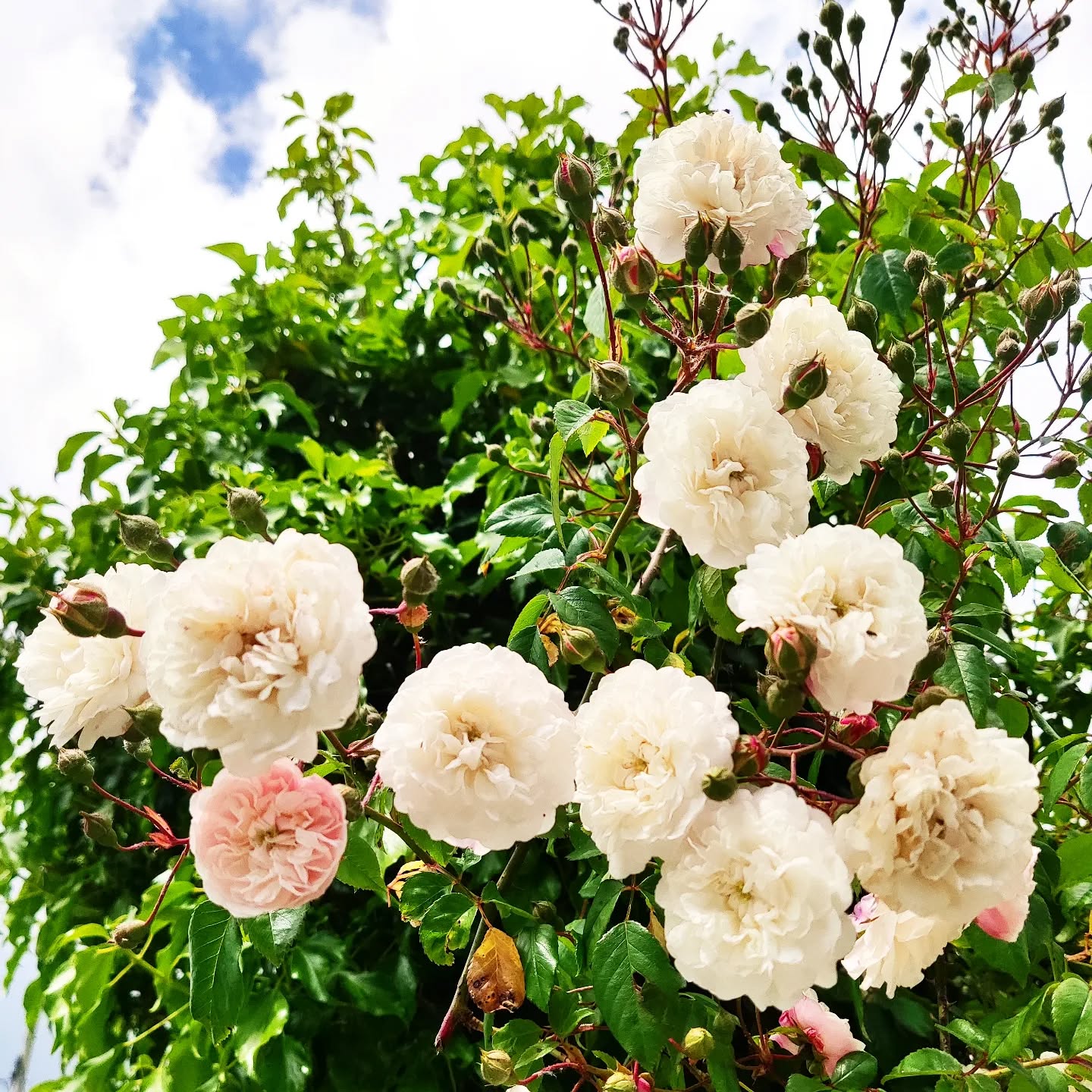 Roses are peach!
Spring into Summer time @thegreenhousesparetreat
What a beautiful array of scented roses we have as you relax within the garden 🌹
When you join us for a spa treatment or glamping stay you will be welcomed by mother nature 💚
Remember to take the time to look after yourself... X
#beinnature #massage #stressrelief #mentalhealth #physicalhealth #healthandwellbeing #nourish #nourishyourbody #nourishyoursoul #takecareofyourself #spa #glamping #thegreenhousesparetreat #cornish #cornwall #destination