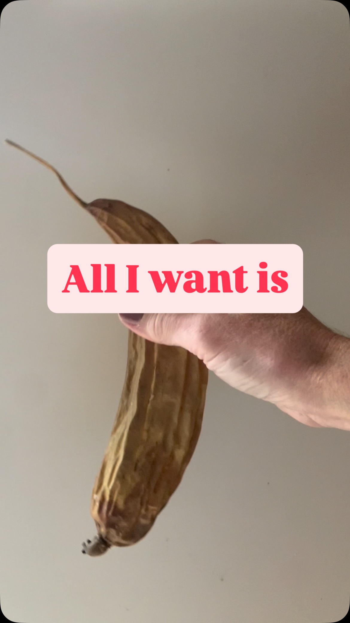 All I want is to grow a decent sized luffa in 2026 🌱 I sowed 4 seeds last month, 3 germinated and today I moved 1 to the greenhouse propagator positioned under grow lights. If this one survives the next few days, I’ll move the other two seedlings to join it. Let me know in comments if you think this is a good idea 🌱 #luffa #luffagrowalong #gardening #grow #loofah