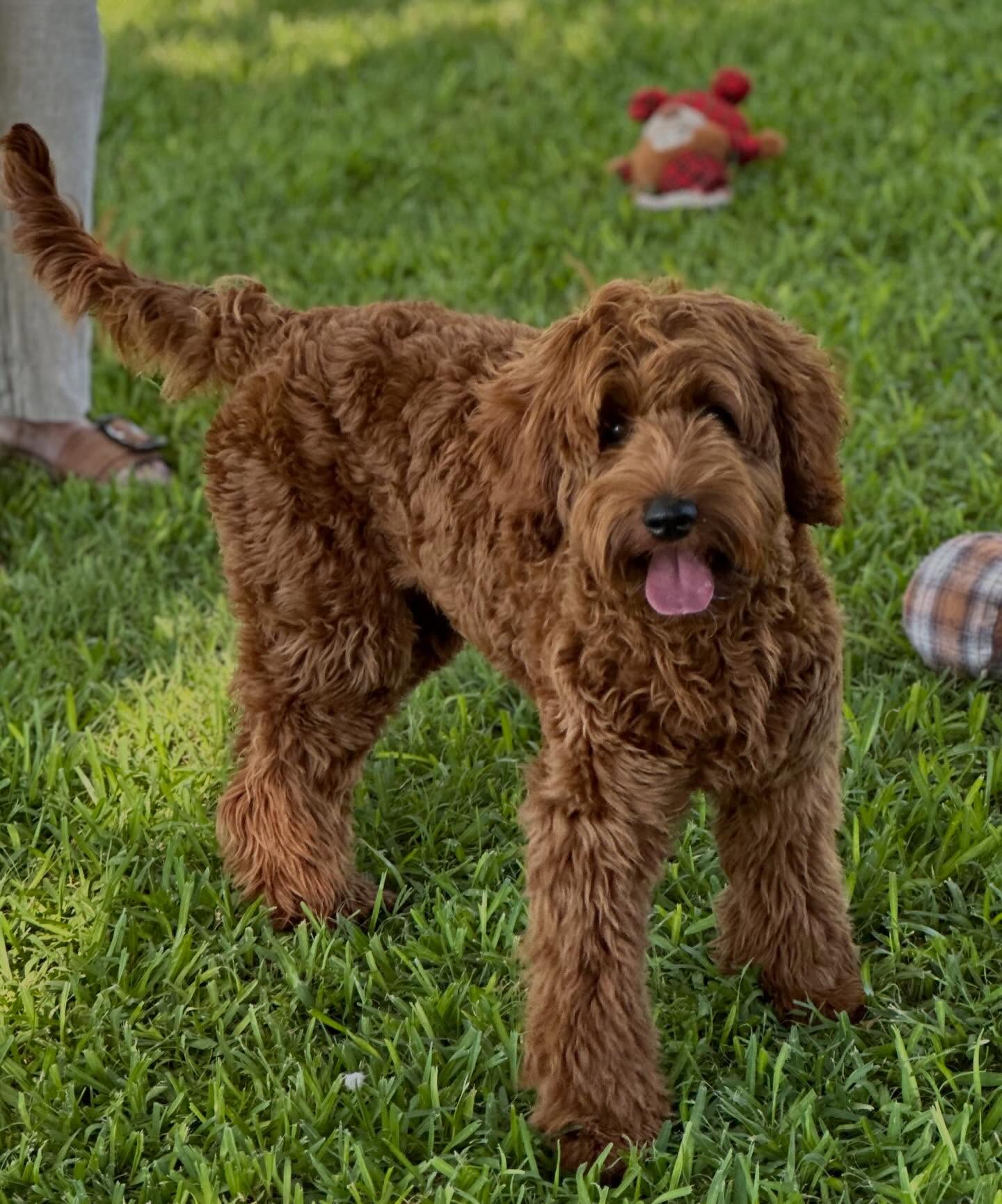Rooney!! Just had her first litter. Check out our website to see her babies!