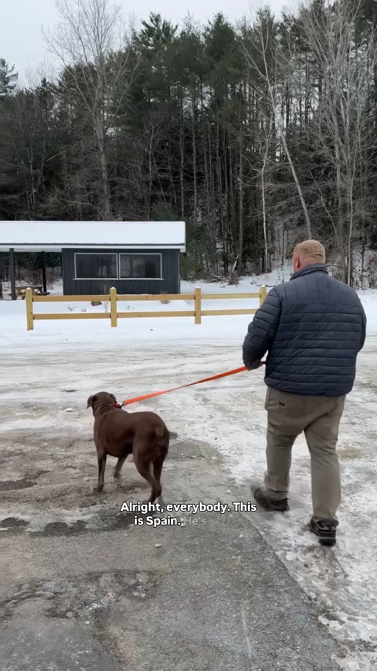 Spain is an 8 year old male chocolate lab with a big heart and plenty of energy for his age. He is very sweet, walks well on leash, and loves to play! He is looking for a loving home where he can spend his golden years feeling safe and cared for. Do you have room in your heart and home for this handsome guy?
Please stop by the shelter any afternoon to meet Spain, or call the shelter to learn more! ☎️ (518) 873-5000
#adoptdontshop #chocolatelab #seniorlab #rescuedog #foreverhome