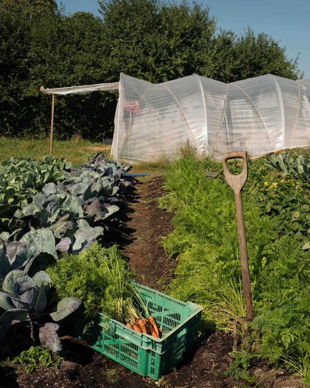 Gemüsekiste 2024: Wir haben noch Ernteanteile frei für die neue Saison! 🥕🥬🍅🌺
Wir suchen noch Menschen, die bei unserer solidarischen Kiste mitmachen möchten! 💚
• Abholung in Heidelberg Bergheim + Handschuhsheim (im Garten) / Mannheim Quadrate + Lindenhof
• Zwei Ernteanteilgrößen
• Wöchentlich von April bis Dezember
• Alles saisonal, frisch geerntet und ohne chemische Pestizide 🌿
Und schöne Momente zusammen im Garten, z.B. bei Frühlings- oder Herbstfest.
Meldet euch über unsere Webseite an: www.wild-raum.com
>> Erzählt euren Mitmenschen von uns und teilt viel und gerne den Beitrag!
Danke danke! 🥰
Elise und Freya