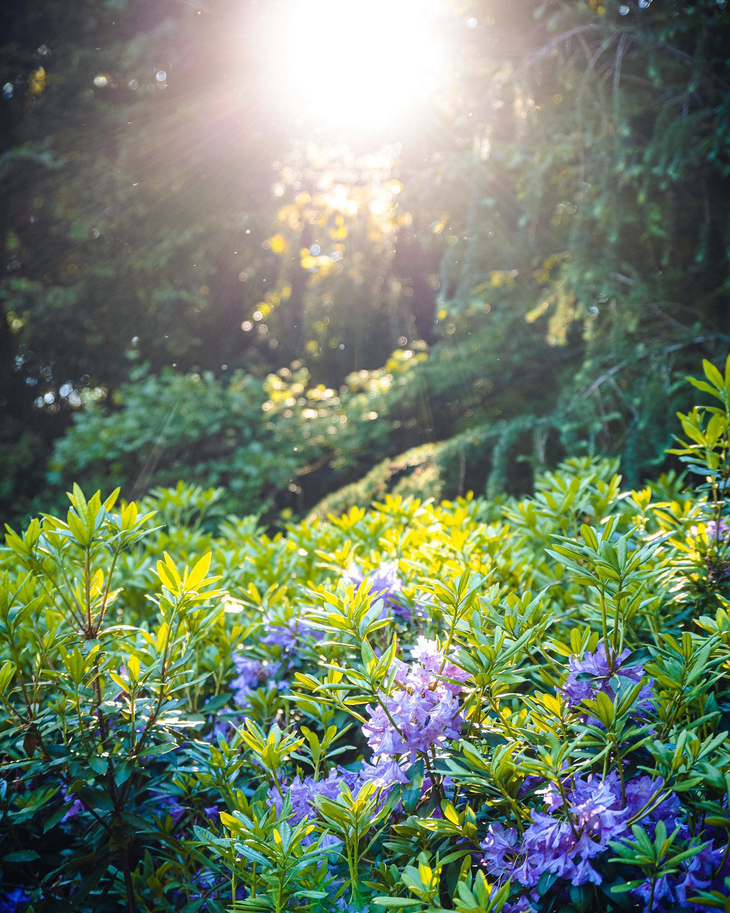 Pollen 🤧
#photography #naturephotography #groningen