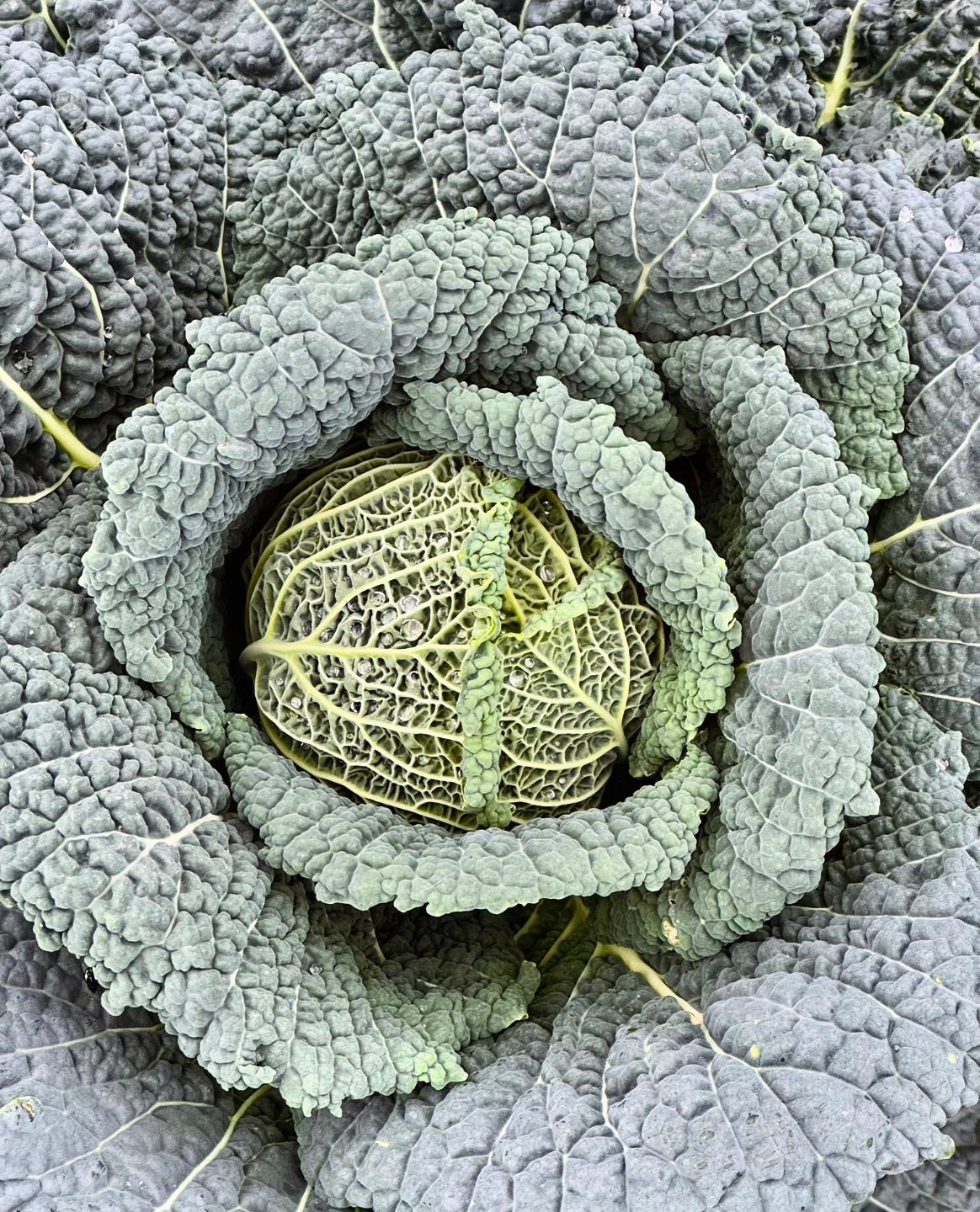 Im Herbst und Winter gibt es auf Fehmarn frisch geernteten Kohl aller Sorten, quasi direkt vom Feld. Und an manchen Orten (z.B. in Burg rechts neben dem großenParkplatz) bekommt man beim Kauf eines Weihnachtsbaums gleich einen Stiel mit frischem Rosenkohlknöllchen dazu.
At the island Fehmarn you can get diverse types of fresh cabbage in autumn and wintertime almost directly from the fields. In some places fresh brussels sprouts come with the Puchheim of a christmas tree, f.e. right side from the big parking lot in Burg.