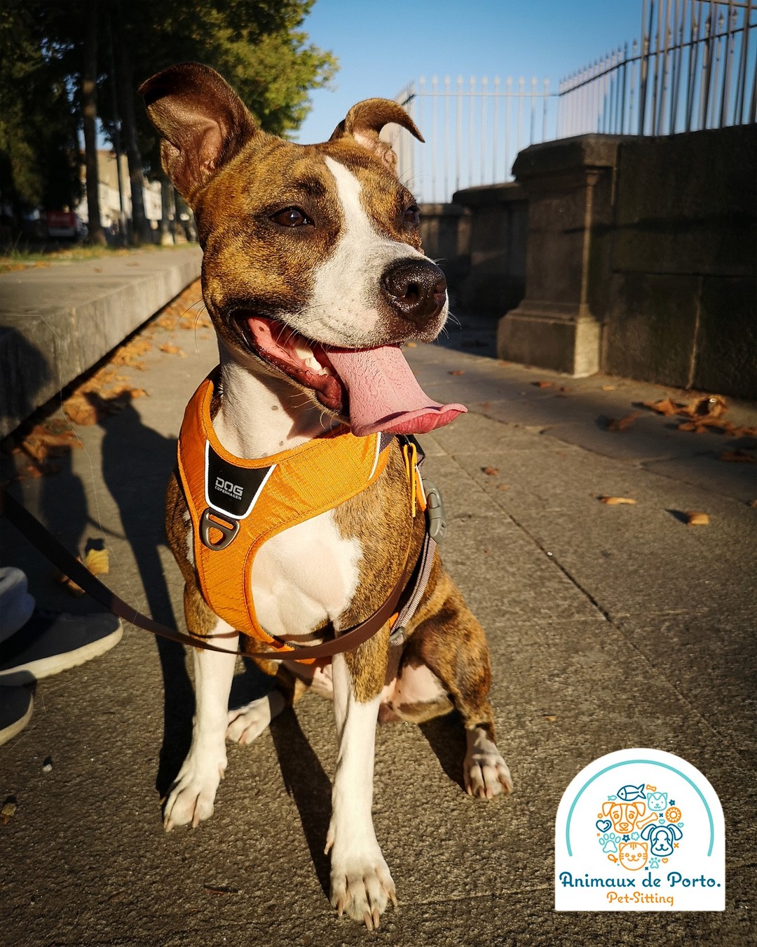 Atenรงรฃo Perigo!... Quero mimos e brincadeiras! ๐
Attention Danger!... I want treats and play! ๐
#petsitting #petsittingporto #dogsofinstagram #petsofinstagram #animalsofinstagram #doglovers #porto