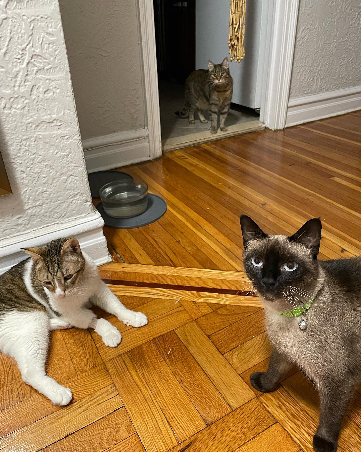 Ruby, Prim and Milo!