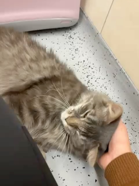 Eine Woche stationärer Aufenthalt nach einer Operation bei uns. Es wird geschmust, gekrault und gespielt! Dieser süsse Patient hat unsere Herzen erobert und wurde schnell wieder gesund! Inzwischen konnte er glücklich nach Hause entlassen werden! 🍀😻
@tierarztpraxis_rothenburg
#katzeliebe #katzentierarzt #gesundwerden #tenderloveandcare #katzespielt