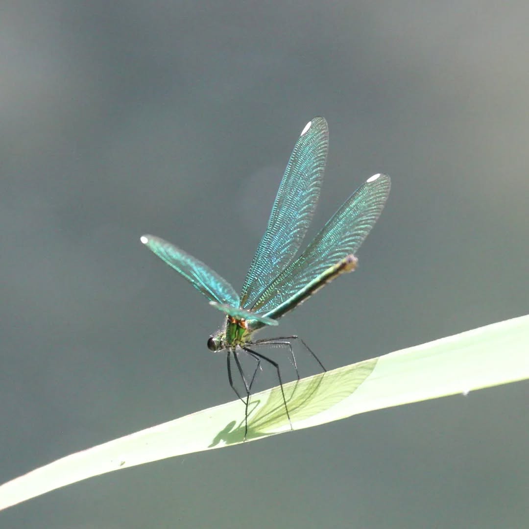A female Beautiful Demoiselle.
#islandwildlife #kefaloniawildlife #guidedwildlifewalks #greekwildlife