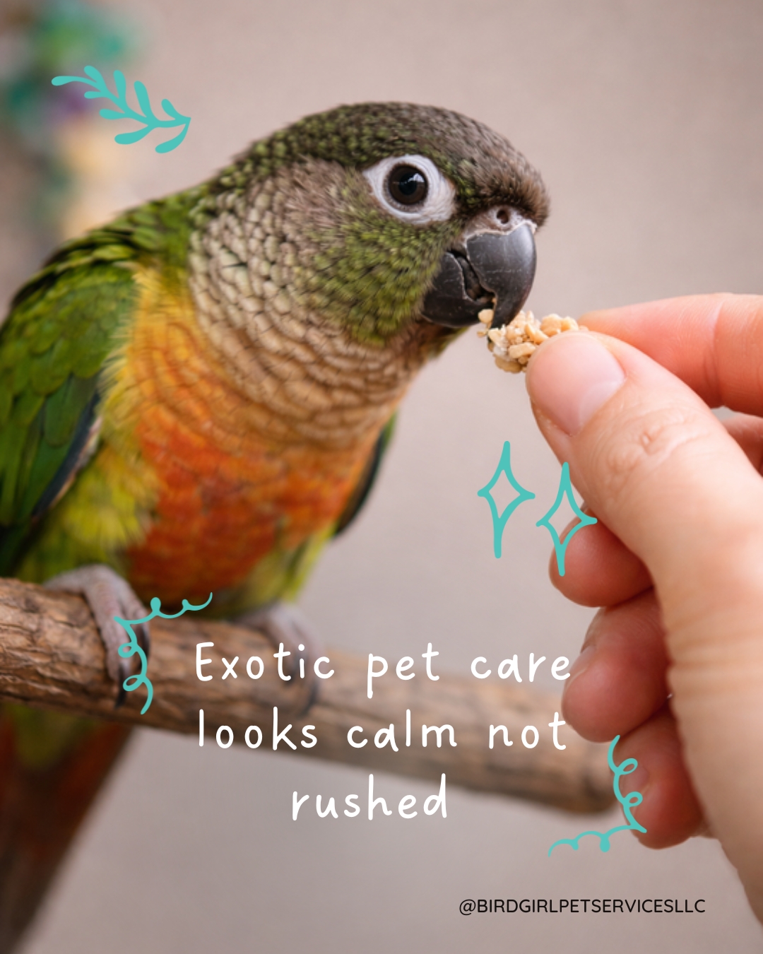 Calm energy isn’t a vibe.
It’s a skill.
Exotic animals are highly sensitive to pressure, speed, and unfamiliar handling.
Rushed movements and anxious energy don’t just stress them out — they change how safe they feel in care.
Patience and knowledge aren’t optional in this work.
They’re what keep animals regulated, safe, and willing to trust.
That’s the difference experience makes.
That's what Bird Girl Pet Services brings to your home.