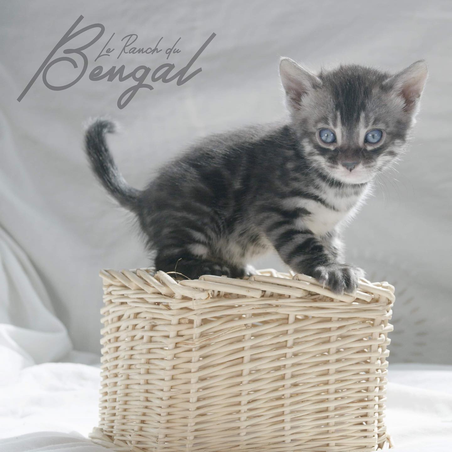 Mâle silver charcoal 🥰#cute#bigboy#cutenessoverload#bengal#leranchdubengal#bengaldamour#elevagepassion#chatonmignon#chatondamour#pureracechat#sweet#eleveur#passion