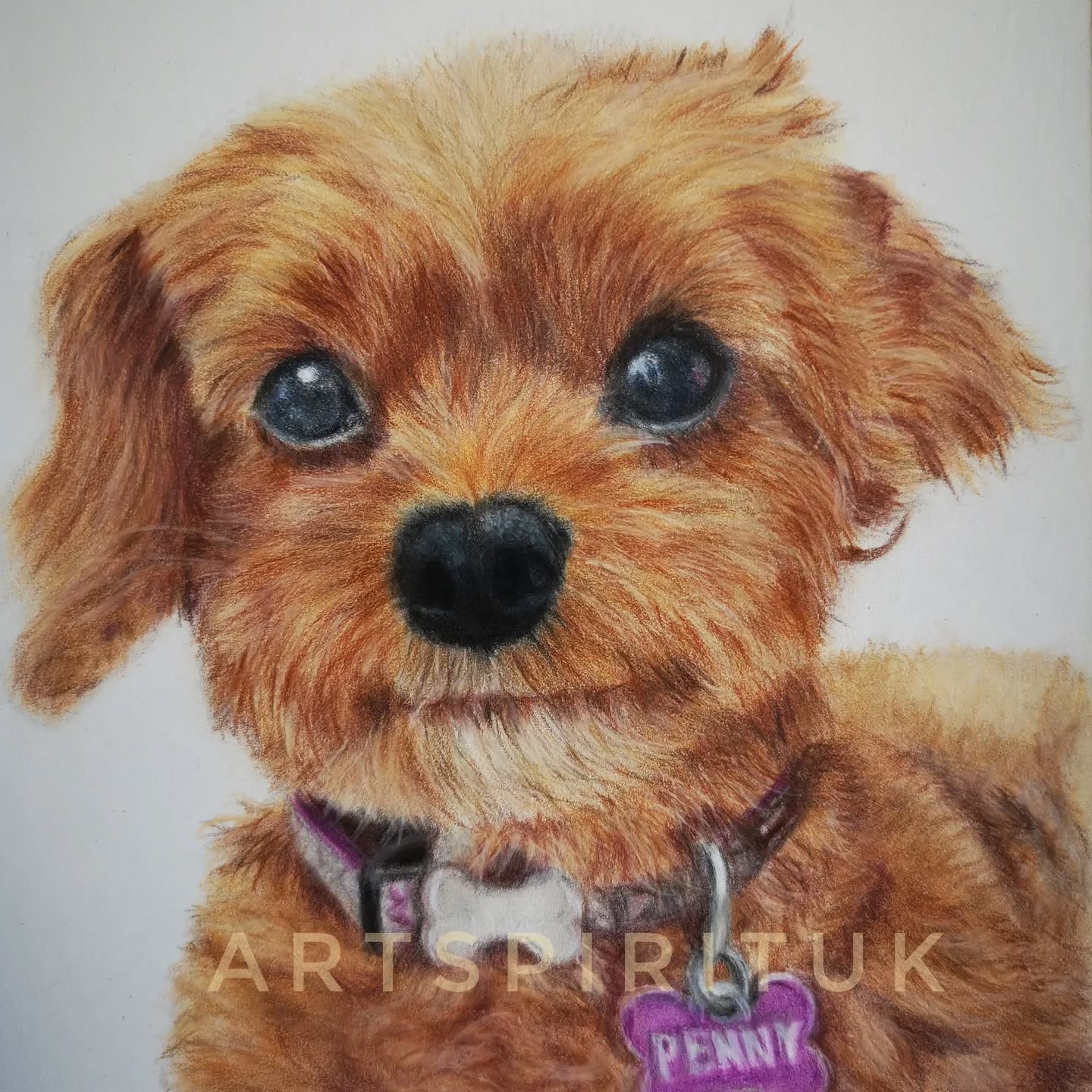 A portrait done for some very special people. Such a joy to draw a beautiful cavapoo, Penny.
#colourpencilart #galleries #cavapoo #coloredpencilmagazine #artgallerys #art
