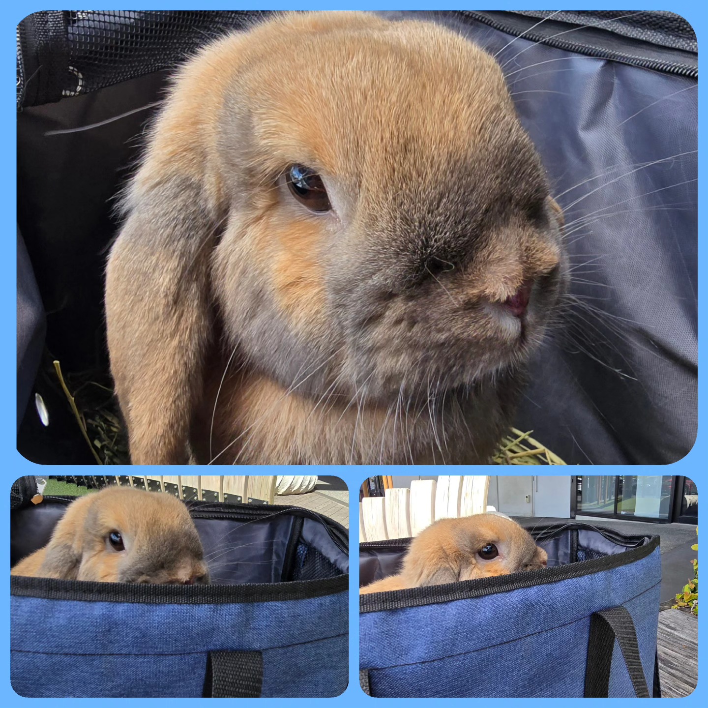 Dropping off service @thecoolbunnysittersakl, happy to pick or drop off your furry friend from your home or meet halfway at a desired location, this time lovely Nugget waiting for parents at a chosen location!! Had time to explore the area....lovely 🐰🤩👍💕
#thecoolbunnysitters ##bunnylovers #rabbitsitting #petsitting #bunny #bunnysitting #aucklandbunnies #rabbit #petcare