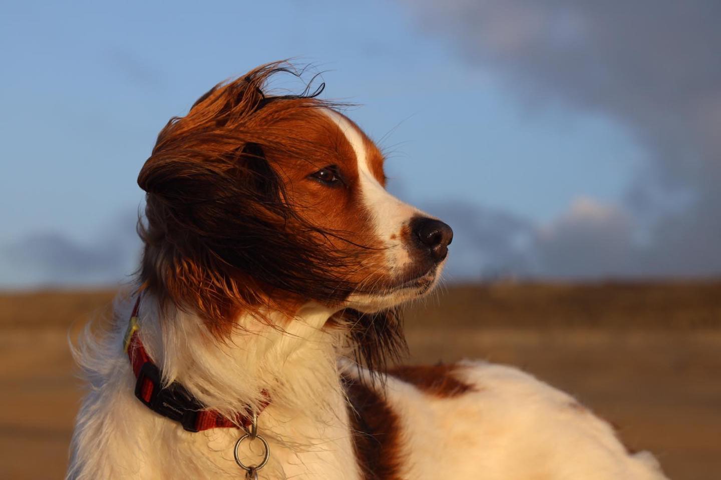 Even voorstellen... Indy, blije kooiker en wellicht binnenkort moeder van een prachtig nestje puppy's!