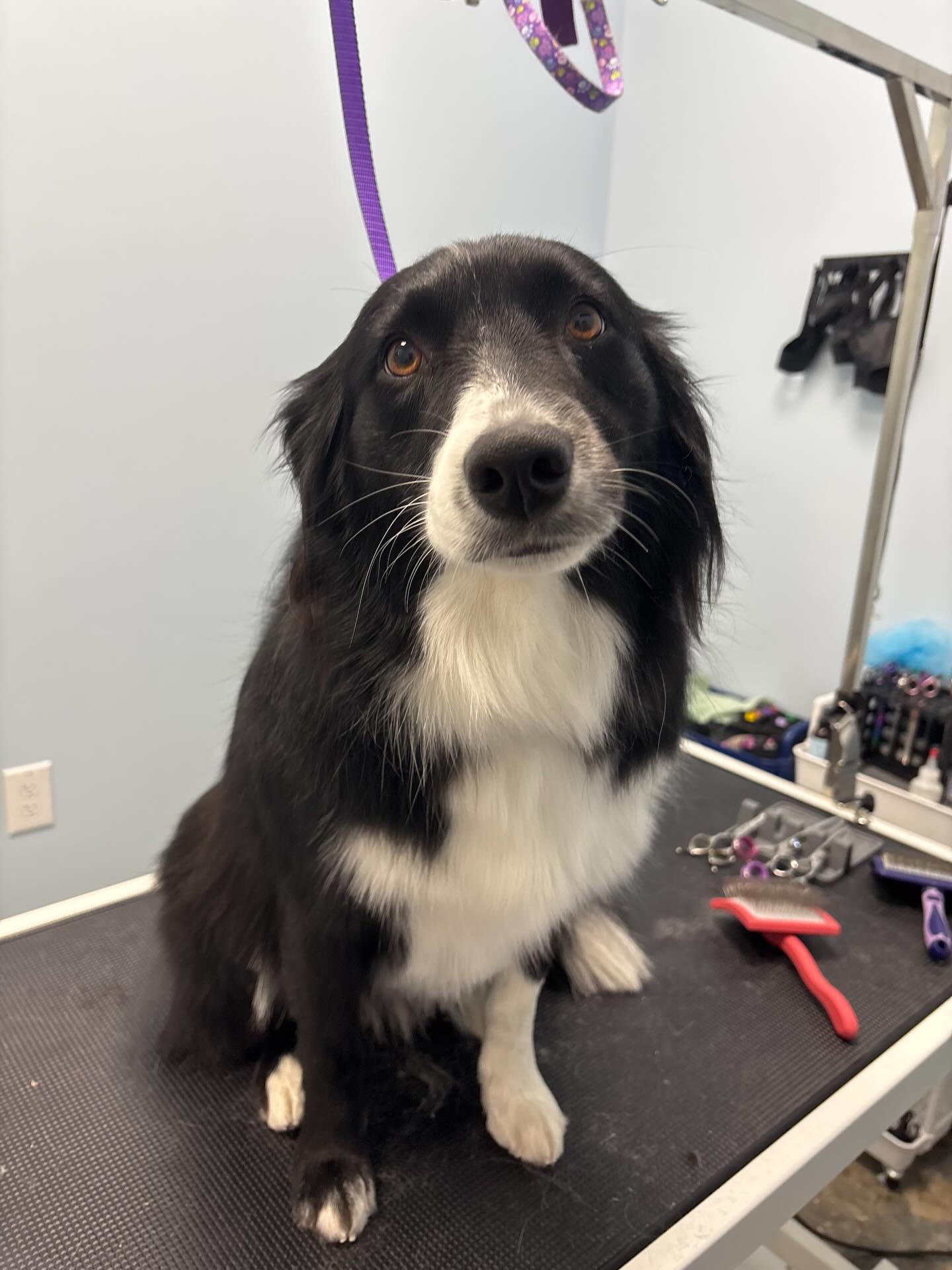 Stella 💕
#doggrooming #bordercollie #dogspa #doglovers #dogsofinstagram
