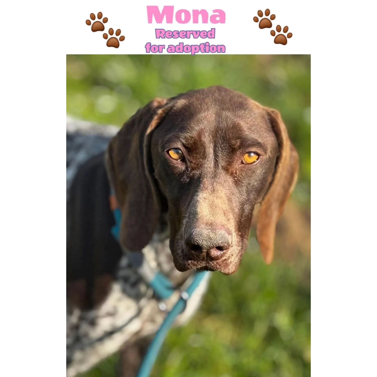 Dear Y. Rossien, thank you for your donation of €75,00 for your Mona❤️🐾
Contact via email: gsprescuehr@gmail.com
Website: https://www.gsprescuehr.com/nl/contact.
#dontshopadopt#gspoftheday #gspcommunity#germanshorthairedpointerlovers #germanshorthairedpointerlovers #pointerlovers #gspcommunity #pointerlove #germanshorthairedpointer #birddog #pointersofinstagram #gsprescue #gspworld #gsp #gsplife #gsploverig #gsplovers #gspsofinstagram #gspuniverse @lydia_lidach #rescuedog #rescuedogsofinstagram #rescuedismyfavoritebreed#deutschkurzhaar