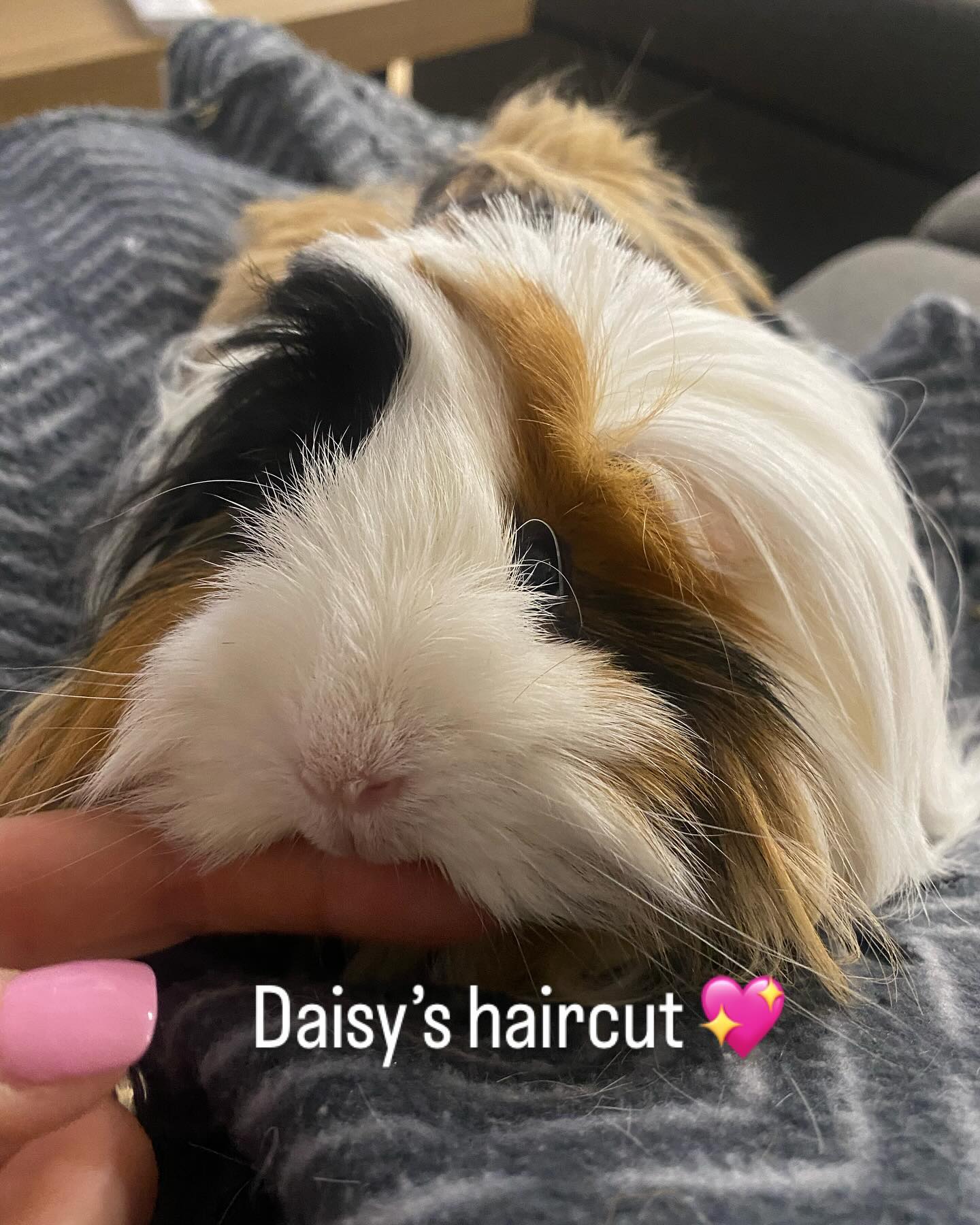 Beautiful piggy 🥰 #guineapig #guineapigsofinstagram #guineapigs #guineapiglove #guineapiglover #guineapiggy #guineapiglife #pervianguineapig