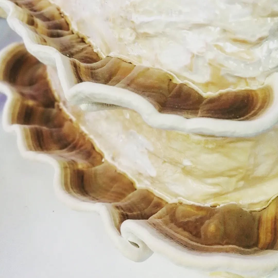 Our local strain of Turkey Tail from the woods here in Hampshire. #turkeytail #medicinal #mushroom #mushroomcultivation #mushroomgrowing #mushroomfarm #trametesversicolor #mushlove #mushroomlover #fungi #fungus #fungiofinstagram