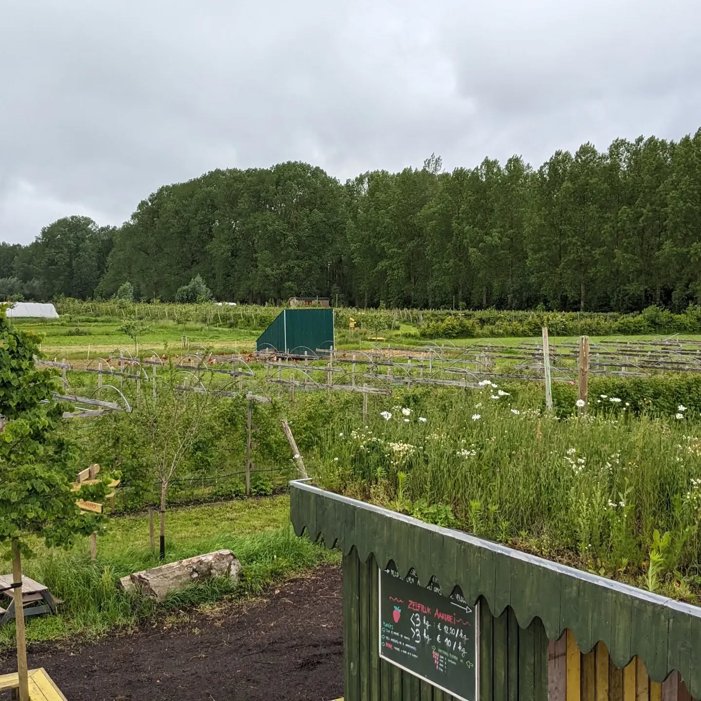 Boeren richten het landschap in!
En daar beslis jij mee over ✔️
Door te kiezen welk voedsel jij eet, bepaal je mee hoe ons landschap er uit ziet. Een hele verantwoordelijk dus 😁
Wil je dus echt impact hebben, kies dan voor biologische en lokale producten.🍀
Wij kiezen voor heggen, bloemenstroken, waterpartijen, knotwilgen, wilde grasstukken, nestkasten voor vogels en.... voor bloeiende groendakjes😁. Al die extra's kunnen wij waarmaken door jullie bezoekjes. ✌️
🔔komende zaterdag is er ons aardbeien feest 🔔
Of spring vandaag eens binnen, we hebben terug dagverse aardbeien voor jullie in ons winkeltje liggen. 🍓
Open van 10u tot 18u