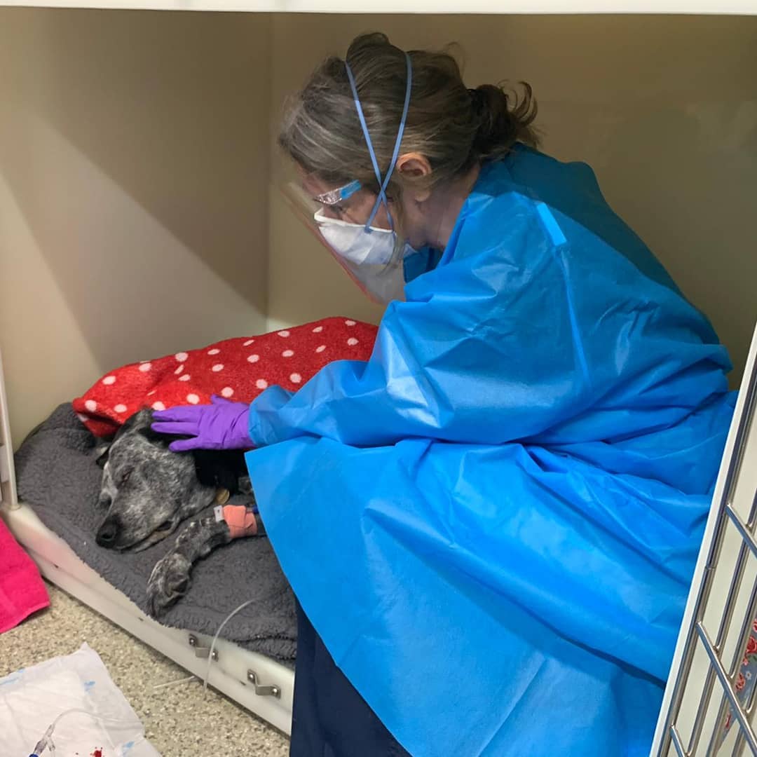 Today is our final round of chemotherapy 🤩
Iris has gradually become fearfull of this process and so she has sedation to help her though. Sadly needing to have this done intensively has prevented much desensitisation to the process
However with medication and me being there to support (yes I'm lucky I am a veterinary nurse as well as behaviourist) I can help her to settle and relax.
I have to say she has coped amazingly well and although she will be a bit quiet and off her food for a few days afterwards it's not long until she is jumping around like a looney ✨💕
Let hope we get a long and clear ride for a while 🤞🙏😊
#dogbehaviourist #vetnurse #dogchemotherapy #survivor #tripoddog #threeleggeddog #behaviouradaptations dog behaviour #vets #veterinarynurse #osteosarcoma #rescuedog #bloodylovemydog