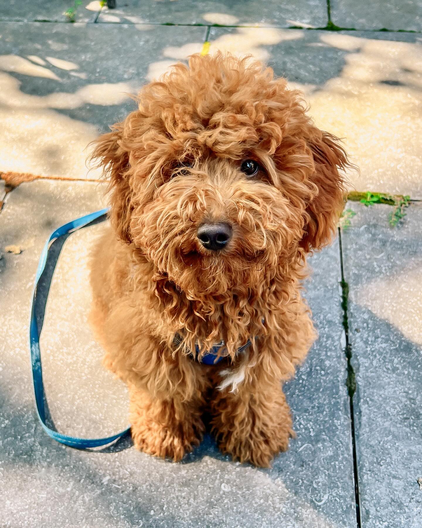 I’ve enjoyed working with this handsome puppy’s guardians. In their case and at other times, my clients may benefit from certain accommodations during sessions to ensure both their comfort and safety. This might include adjustments to the pace of training, modification in physical activities, or personalized techniques that consider any mobility or sensory limitations. My goal is to provide a supportive and effective training experience tailored to each individual’s needs.