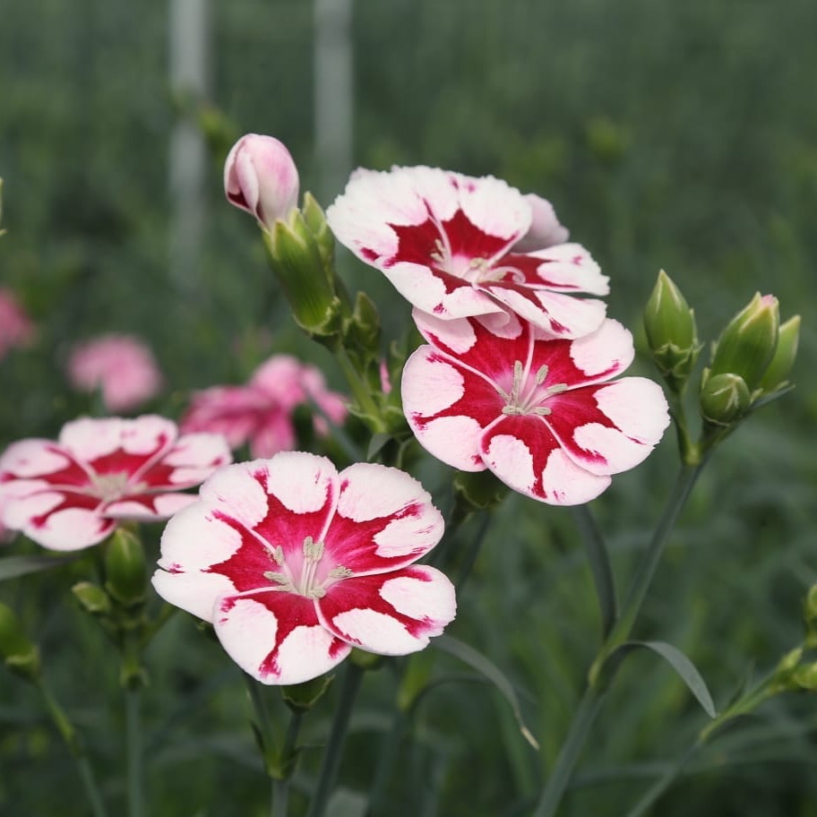 Super spray varieties - special types
.
.
.
.
.
.
#flowers #romantic #moment #love #greenhouse #pink #red #white #grow