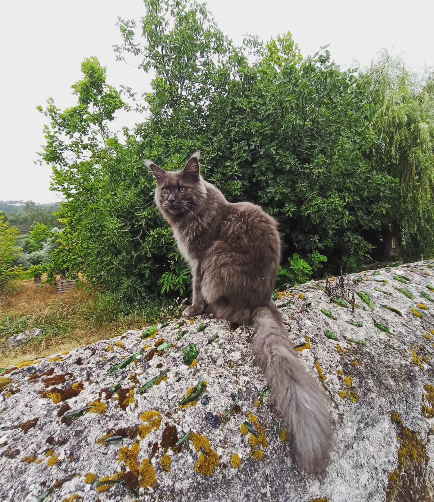 ~ Ragnar, o guardião da Carvalheira ~
#mainecoon
#catlife #catguardian