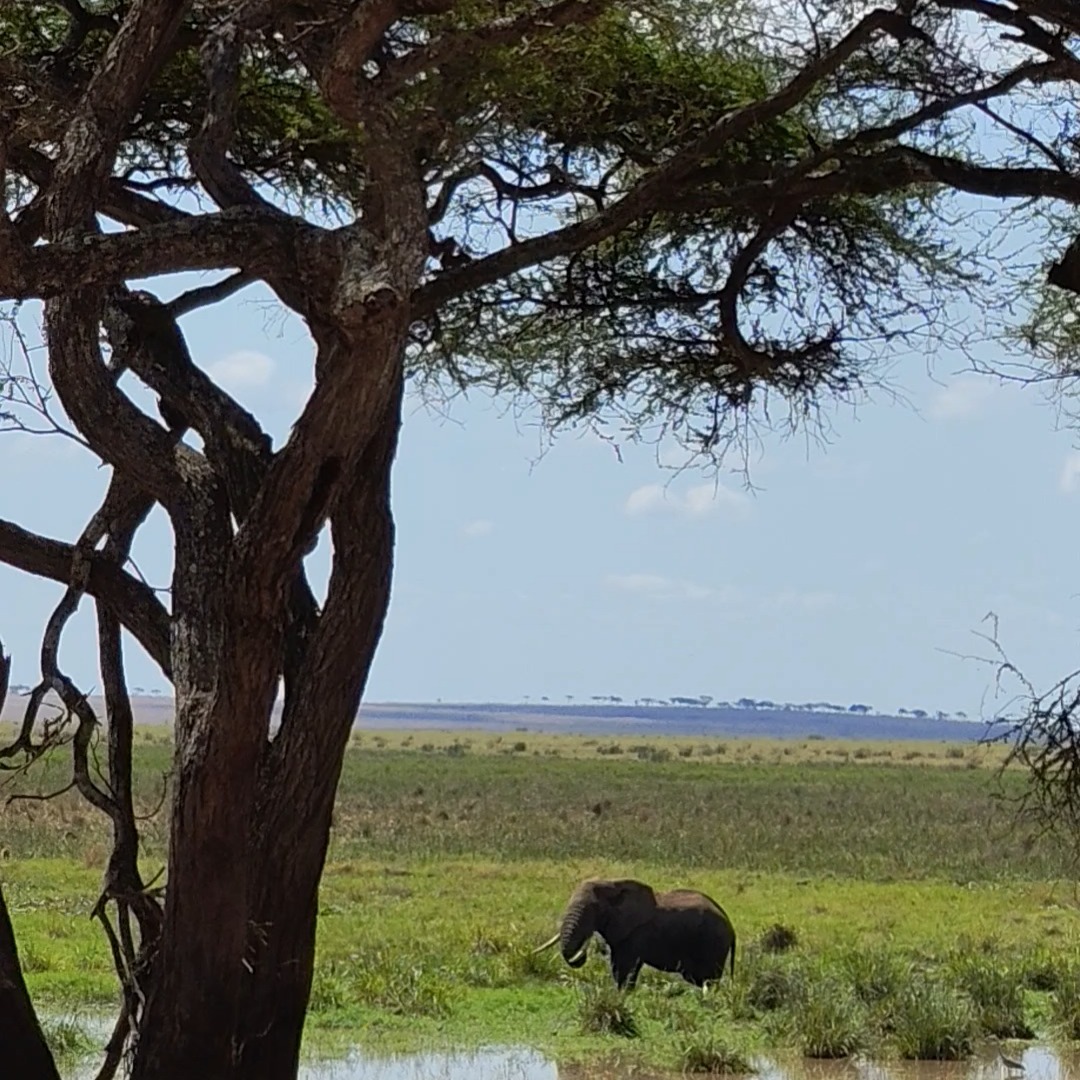 #wildlife_seekers #serengeti #nature_special_ #traveltogether #planetgogoadventure
