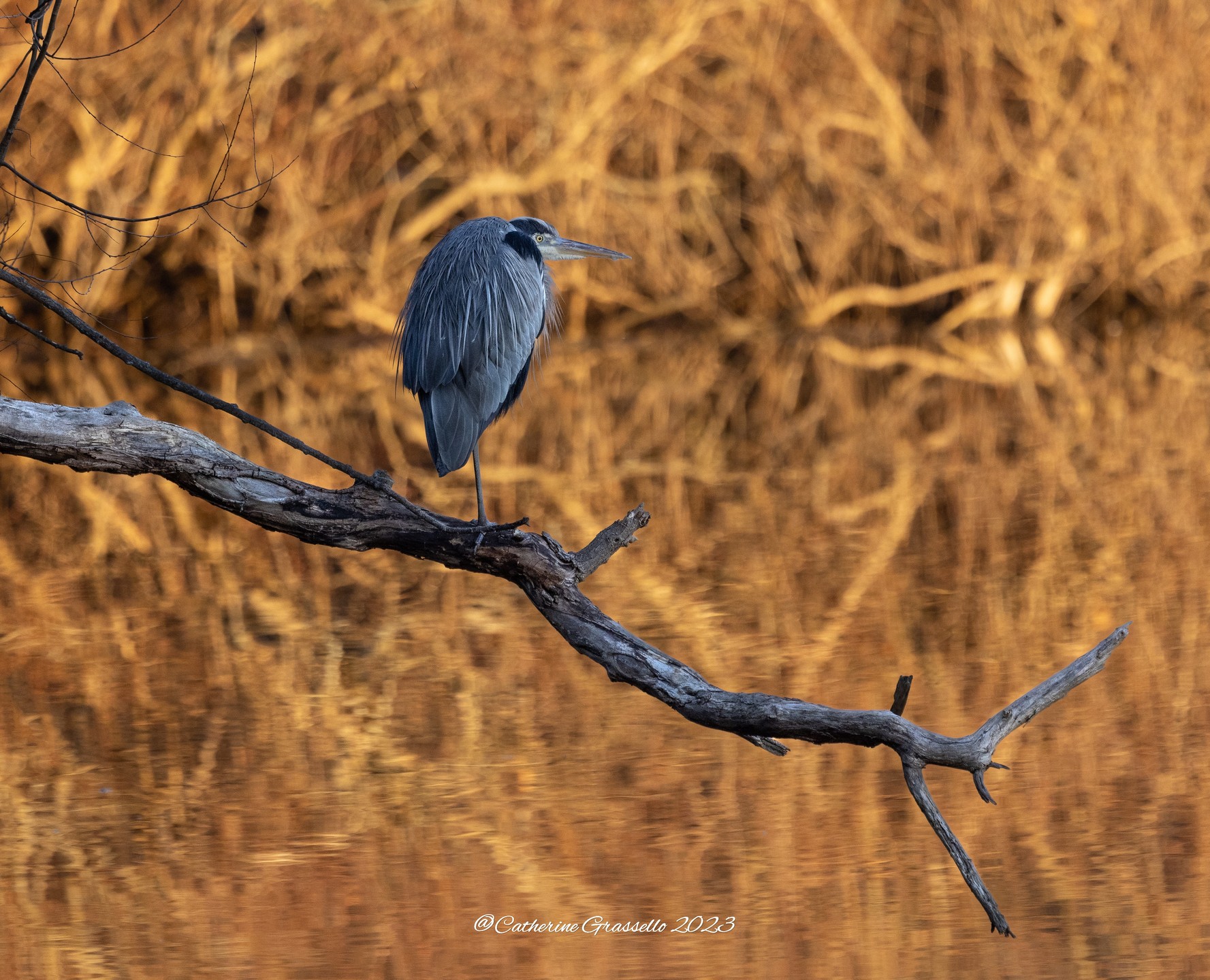 "Out On a Limb"
Great Blue Heron hanging out in plain sight on an old tree limb overhanging Horn Pond.