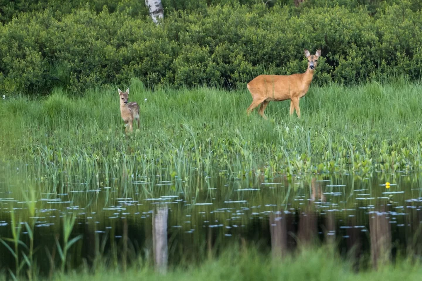 Mother and Child.
#innature
#innaturephotos
#deer
#motherandchild
#rådjur
#newlife
