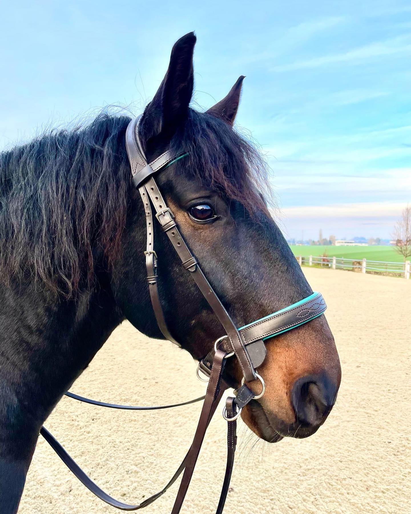 From one of our clients:
“My Lusitano rescued from a 23 hour in a box, 1 hour training life. Never ridden bitless......He was so grateful! As if he had been ridden bitless all his life. Walk, trot canter on the first day....and what an uphill canter...I am so happy!!”
We’re so pleased he’s living a much happier life with you Judit🤩
#transcendbitlessbridle #doublebitlessbridle #simplesidecue #bitless #freedom #connection #superiorquality #englishleather #equine #horse #pony #bespoke #naturalhorsemanship #equestrian #baroque #horseaddict #equality #tack #biothane #photography #glowup #natural #horsesofinstagram #showjumping #dressage