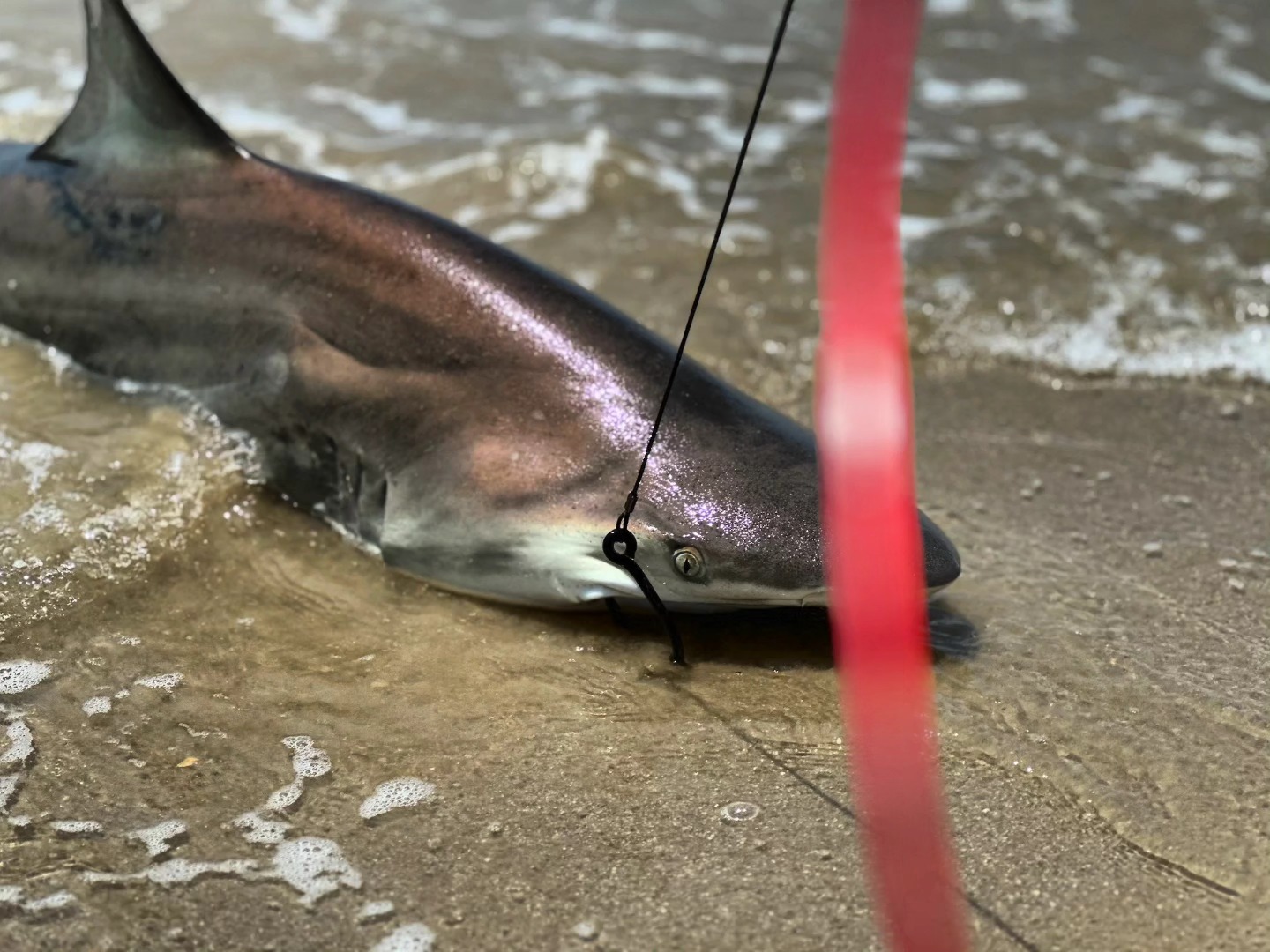 Who loves LBSF? #sharkinllc #landbasedsharkfishing #sharkfishing #fishing #fishon