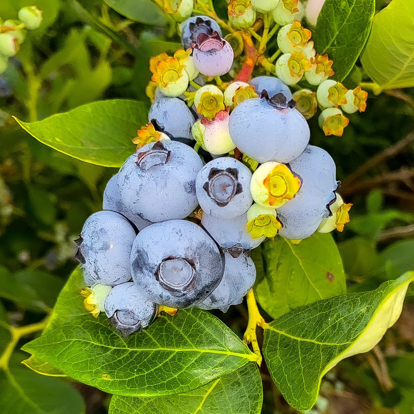 Our Duke blueberries are finally ready to go! Duke berries are large, juicy and sweet. Come down to our store to give them a try. We are open from 9:00 AM to 6:00 PM everyday.
.
.
.
#Maskeenfarms #Farm #BlueberryFarm #Blueberry #2023 #BC #Vancouver #Surrey #Richmond #Langley #BeautifulBC #Nature #Outdoors #Summer #Spring #Agriculture #Health #Healthy #Food #Fruit #Sunset #Instagram #Healthylifestyle #Season #Green #Sustainable #Honey #Bees #Season #Duke #Sweet