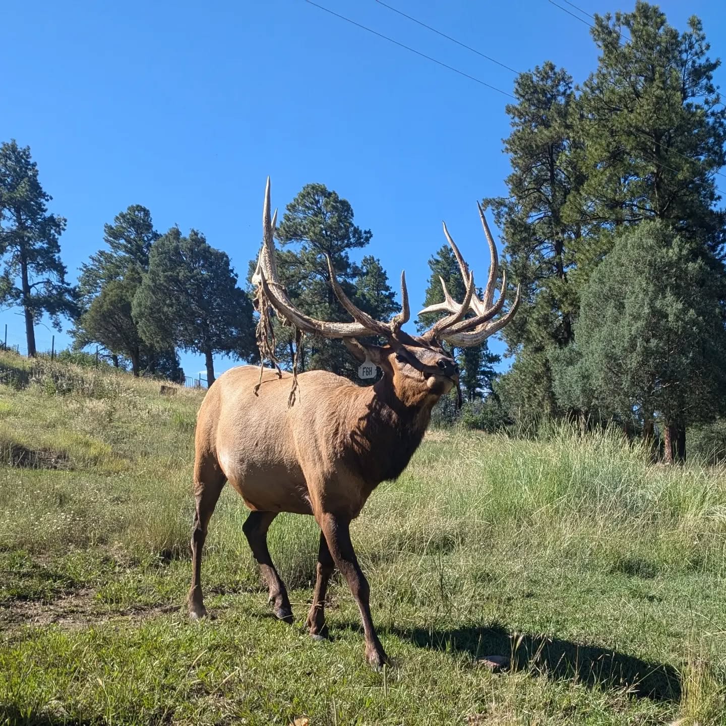 Cimarron has started to run the velvet off of his antlers. He is gearing up and getting rowdy! #rmwpark #Cimarrónthebullelk #antlervelvet #bullelk #lettherutbegin