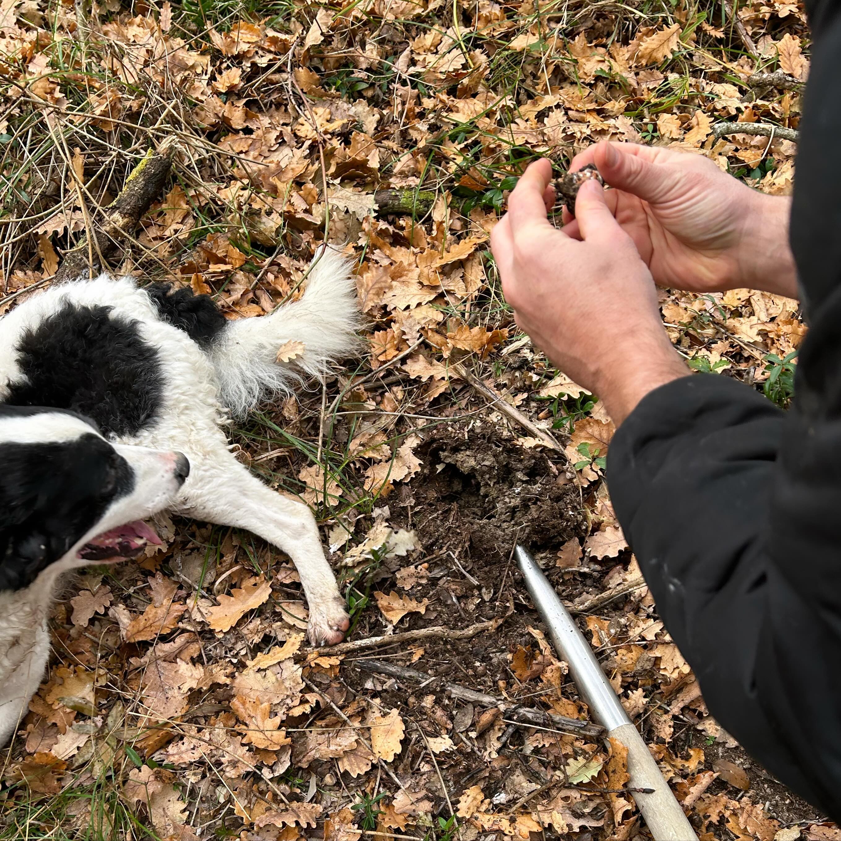 Truffle hunting in the hills.