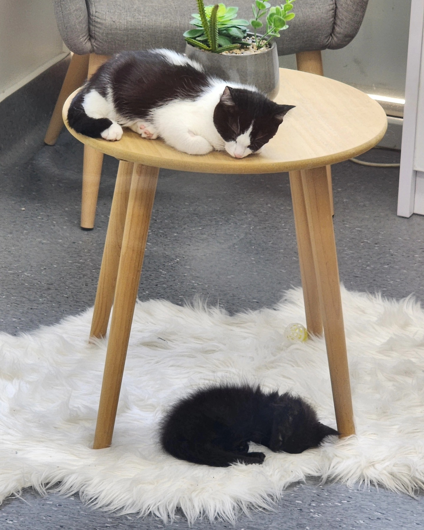 It's hard work eating and napping all day, but someone's gotta do it. Lucky our two rescue kittens are up for the task 💪
If you're interested in adopting one of these hard working fellas just give us a call!