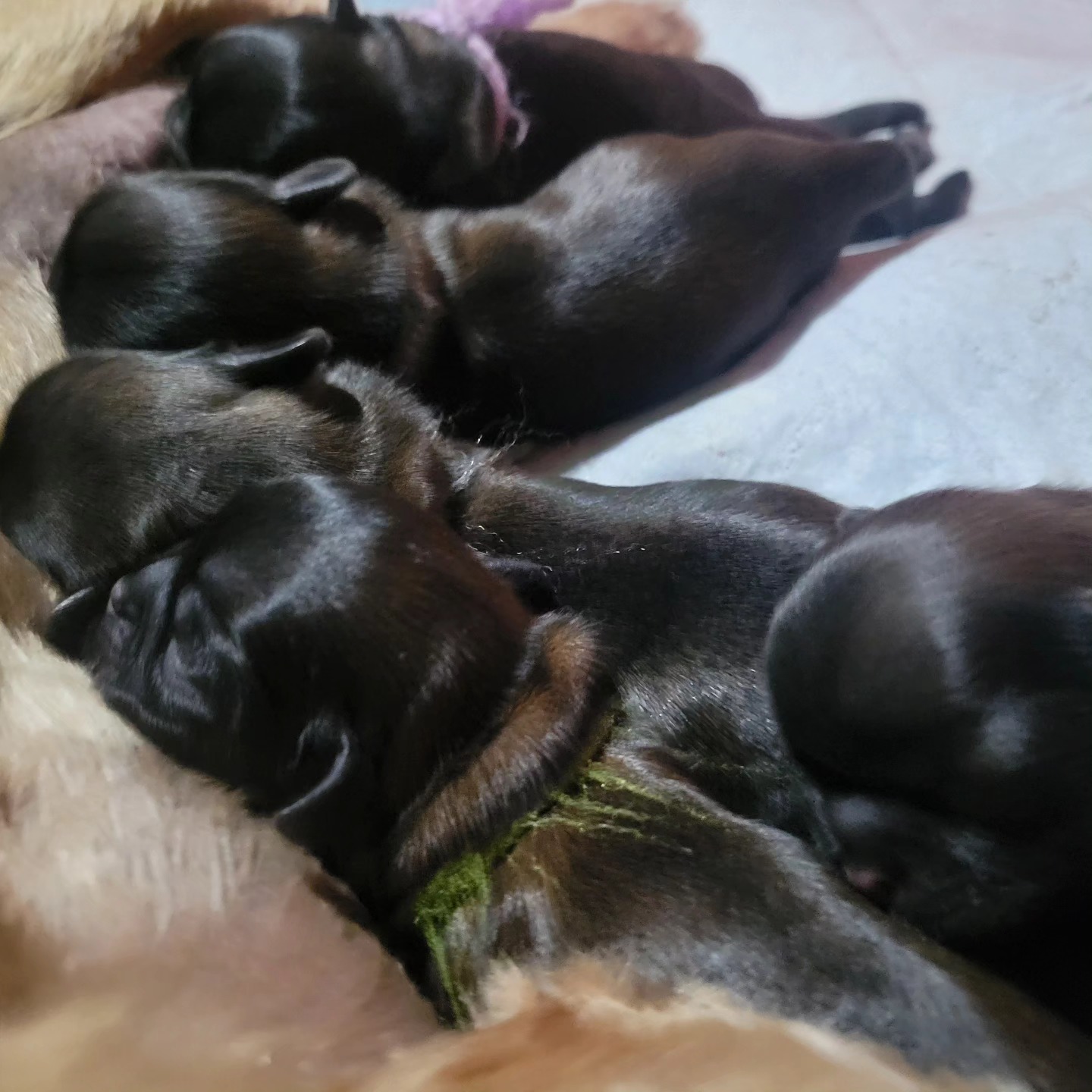 Big Announcement!!! 🐶🐶🐶🐶🐶🐶
Lookie what we have here! A buncha little brown wigglers. :) Born Monday - what a start to the week!
Mama Maple did great. We have 2 males and 4 females, all varying shades of brown (just like mama!). They are all doing so well.
God willing, they will all be ready to go at the end of January. (While they will be 8 weeks at Christmas, we keep our pups to at least 12 weeks to ensure they are ready for their new homes... including being acclimated to the weather and litter trained! But... you can come and pick one out and put down your deposit for a cute fluffy gift. 🥰)
Be on the look out for more cuteness in the days ahead!