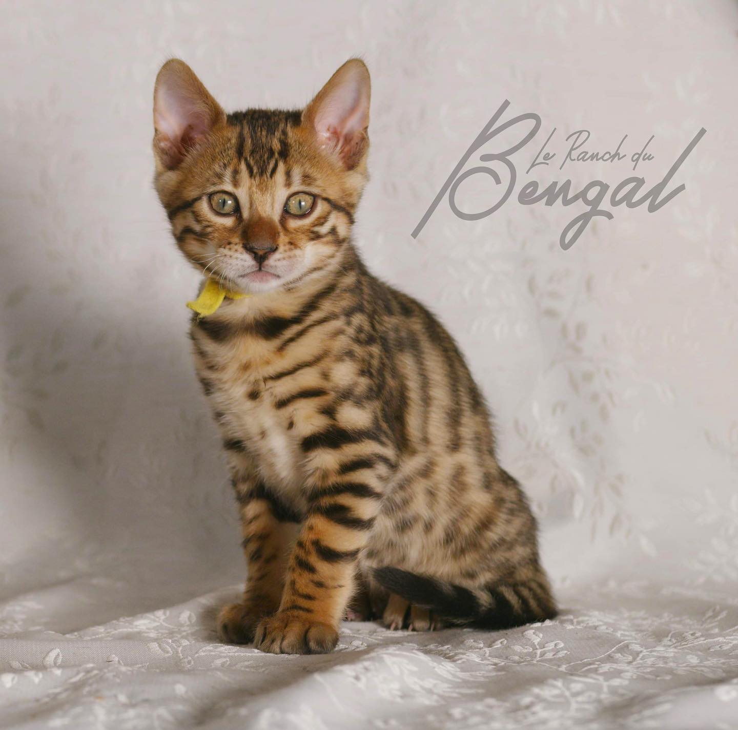 Portée de chatons disponible pour réservation, prête à partir fin décembre. Il s'agit de la dernière portée de notre Zelda avant sa retraite. Ne manquez pas l'occasion d'adopter l'un de ces merveilleux chatons. 🥰
#kitten#cuteness#sweet#bengalcat#leranchdubengal